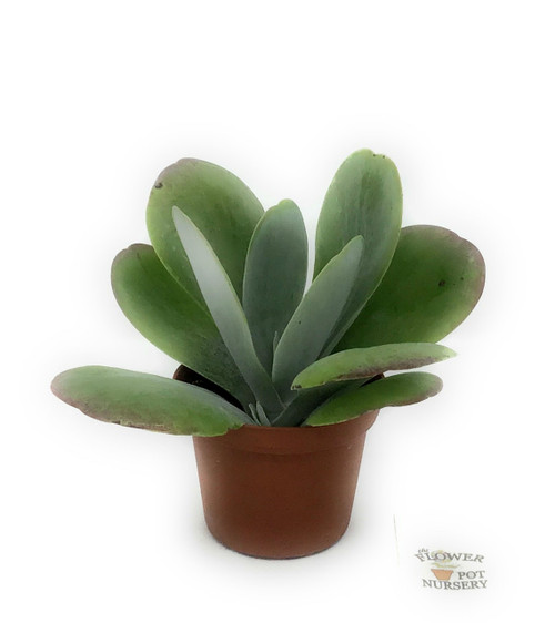 FlowerPotNursery Flapjack Succulent Paddle Plant Kalanchoe luciae 3" Pot