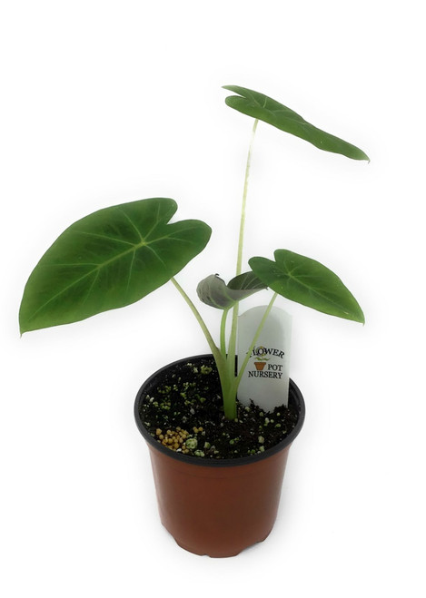 FlowerPotNursery Colocasia Imperial Gigante C. sp. Imperial Gigante 4" Pot FlowerPotNursery Colocasia Imperial Gigante C. sp. Imperial Gigante 4" Pot