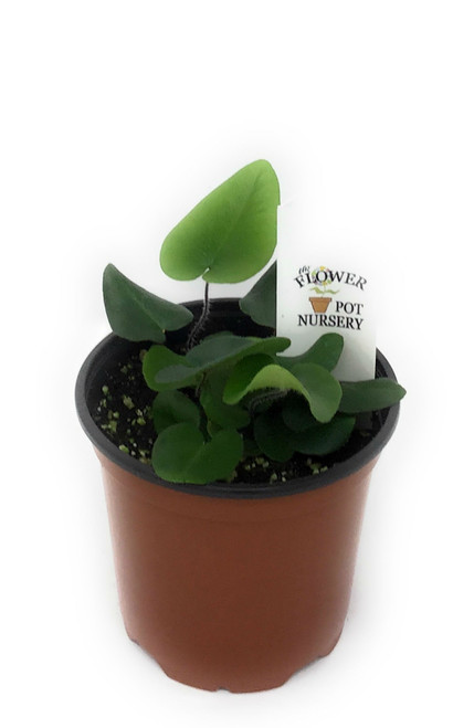 FlowerPotNursery Heart Fern Tongue Fern Hemionitis arifolia 4" Pot FlowerPotNursery Heart Fern Tongue Fern Hemionitis arifolia 4" Pot