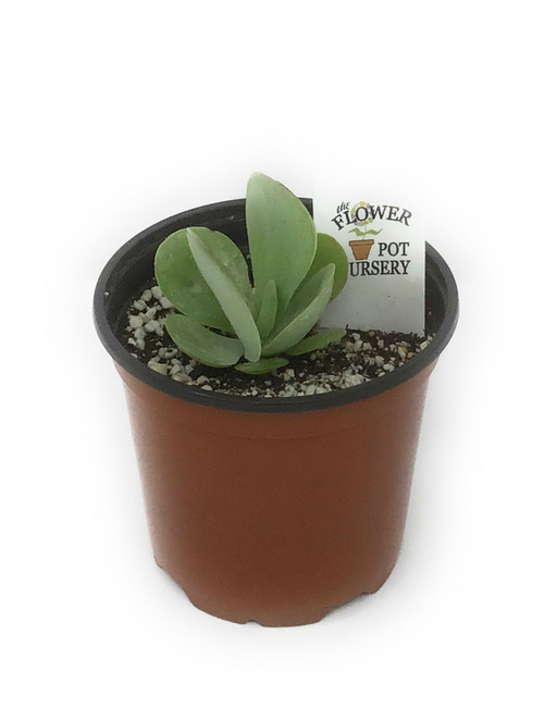 FlowerPotNursery Flapjack Succulent Paddle Plant Kalanchoe luciae 4" Pot