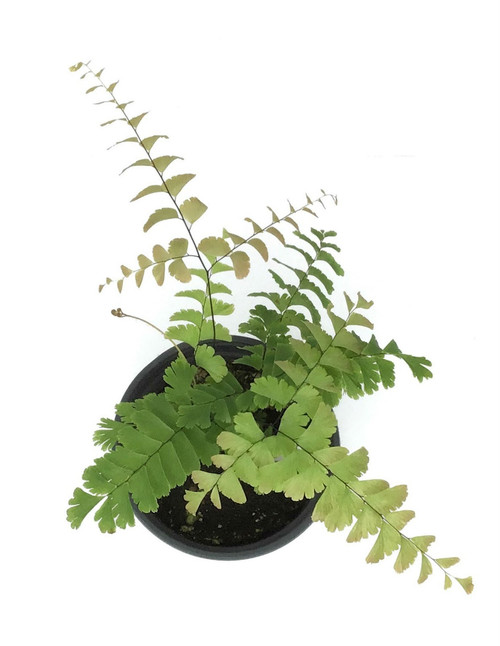 FlowerPotNursery Giant Maidenhair Adiantum trapeziforme 4" Pot FlowerPotNursery Giant Maidenhair Adiantum trapeziforme 4" Pot
