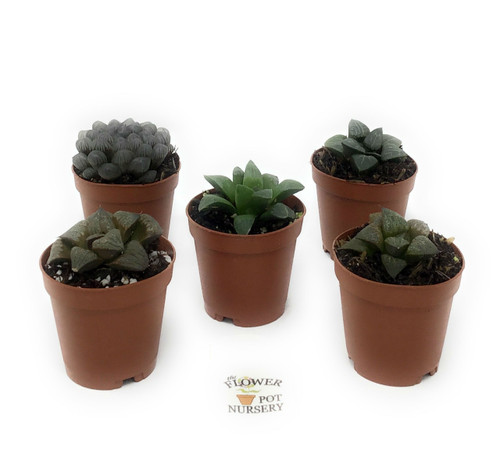 FlowerPotNursery Translucent Haworthia Succulent Haworthia spp. 2” Pot 5 Plants