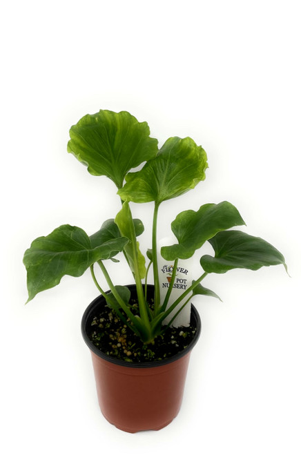 FlowerPotNursery Philodendron Hope Philodendron sp. hope 4” Pot FlowerPotNursery Philodendron Hope Philodendron sp. hope 4” Pot
