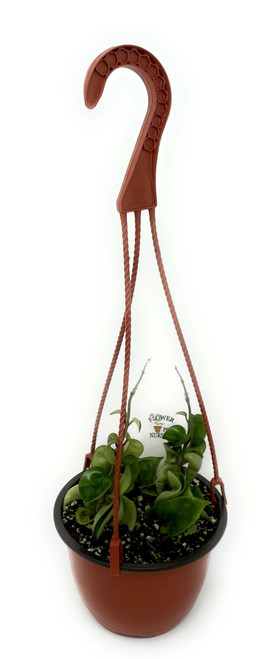 FlowerPotNursery Hindu Rope Hoya Wax Plant Hoya carnosa Hindu Rope 6" Basket FlowerPotNursery Hindu Rope Hoya Wax Plant Hoya carnosa Hindu Rope 6" Basket