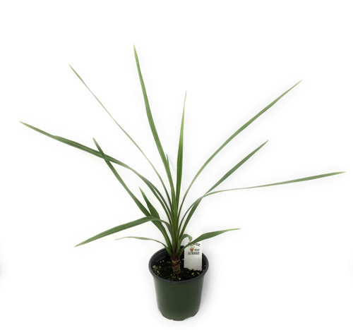 FlowerPotNursery Peko Cordyline Cordyline australis Peko 4" Pot