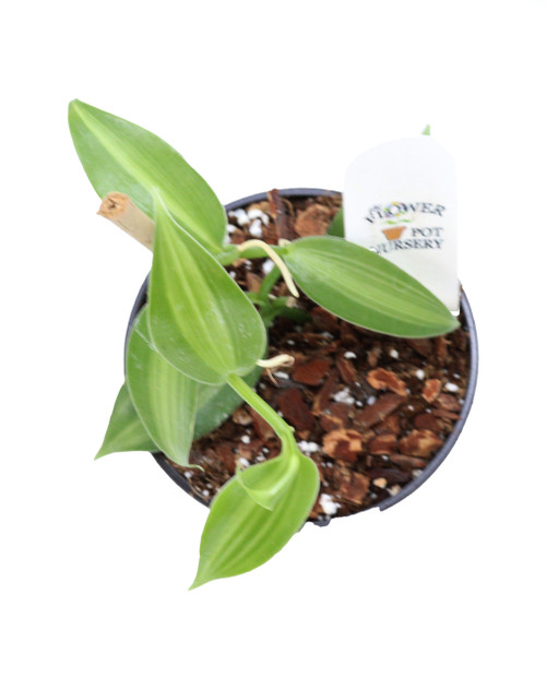 FlowerPotNursery Variegated Green Vanilla Orchid V. planifolia Variegata 4" Pot