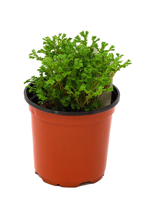 FlowerPotNursery Avatar Spikemoss Selaginella sp. Avatar 4" Pot