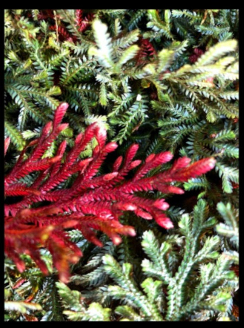 FlowerPotNursery Ruby Red Spikemoss Selaginella erythropus Sanguinea 4" Pot