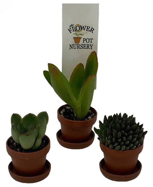 FlowerPotNursery Assorted Succulents Spp. spp. 1" Pot with Saucer 3 Pack