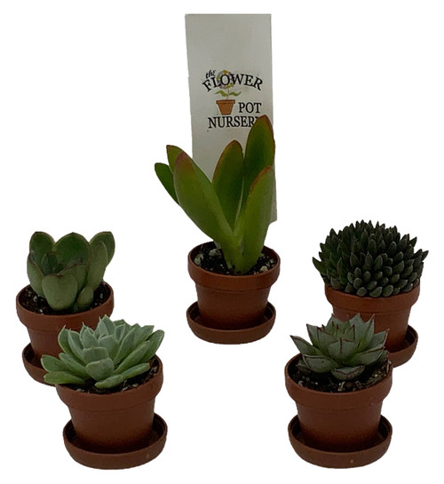 FlowerPotNursery Assorted Succulents Spp. spp. 1" Pot with Saucer 5 Pack FlowerPotNursery Assorted Succulents Spp. spp. 1" Pot with Saucer 5 Pack