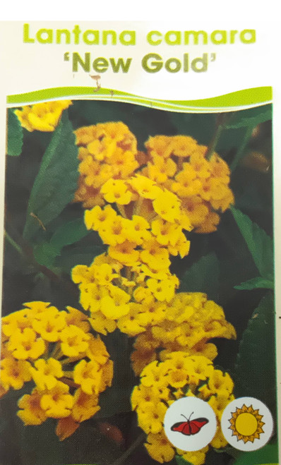 FlowerPotNursery New Gold Lantana Lantana camara New Gold 4” Pot