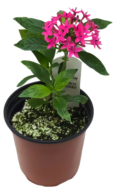 FlowerPotNursery Pentas Jessica Pentas Lanceolata Jessica 4” Pot