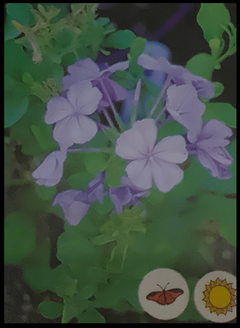FlowerPotNursery Imperial Blue Plumbago P. auriculata Imperial Blue 4” Pot