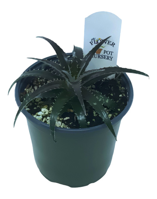 FlowerPotNursery Grape Jelly Dyckia Dyckia sp. Grape Jelly 4” Pot