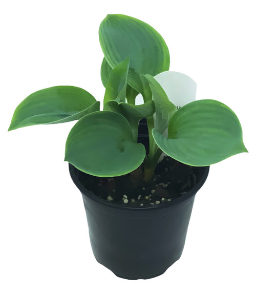 FlowerPotNursery Hosta Big Daddy Hosta sp. Big Daddy 4" Pot