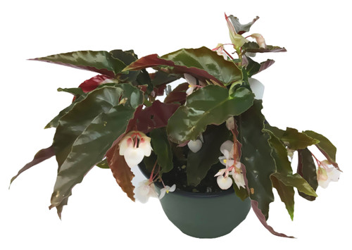 FlowerPotNursery Angel Wing Torch Pink Begonia Begonia sp. Torch Pink 6" Pot