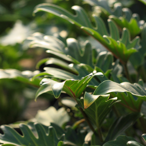 FlowerPotNursery Philodendron Sujitha Philodendron sp. Sujitha 4" Pot