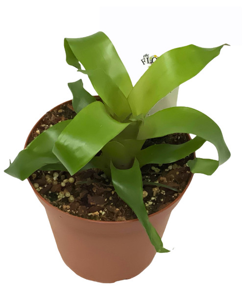 FlowerPotNursery Vriesea Style Bromeliad Vriesea Style 4" Pot