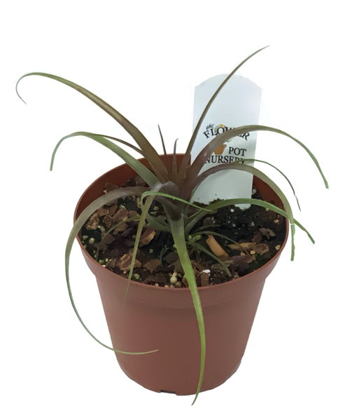 FlowerPotNursery Spirit Tillandsia Tillandsia Spirit 4" Pot FlowerPotNursery Spirit Tillandsia Tillandsia Spirit 4" Pot