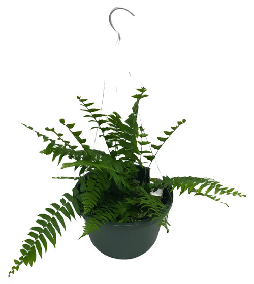 FlowerPotNursery Macho Fern Nephrolepis biserrata 10" Basket