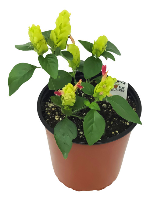 FlowerPotNursery Fruit Cocktail Shrimp Plant Justicia brandegeeana F.C. 1 Gallon FlowerPotNursery Fruit Cocktail Shrimp Plant Justicia brandegeeana F.C. 1 Gallon