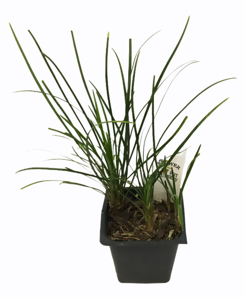 FlowerPotNursery Mondo Grass Ophiopogon japonicus 3" Pot