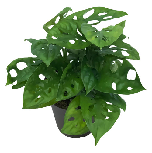 FlowerPotNursery Swiss Cheese Vine Monstera Exlitaa 4” Pot