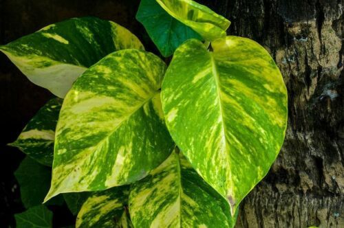 Golden Devil's Ivy - Pothos Ivy - Epipremnum aureum - 4" Pot