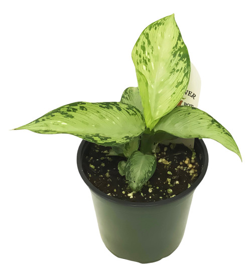 FlowerPotNursery Chinese Evergreen Aglaonema sp. 4" Pot