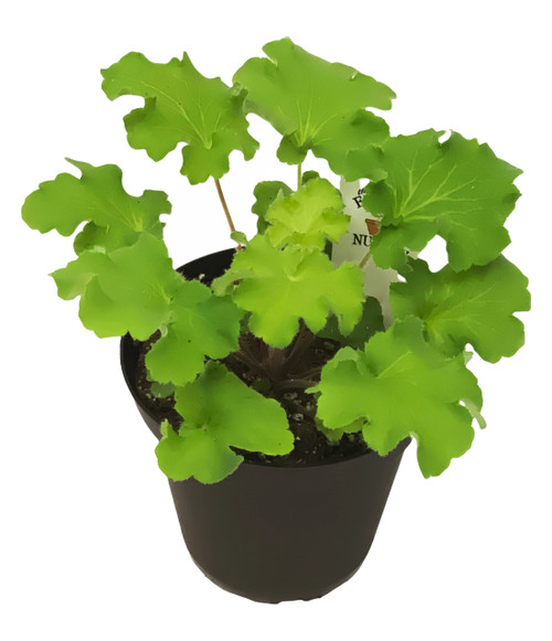 FlowerPotNursery Coral Bells Vivid Heuchera Heuchera sanguinea Vivid 4" Pot FlowerPotNursery Coral Bells Vivid Heuchera Heuchera sanguinea Vivid 4" Pot