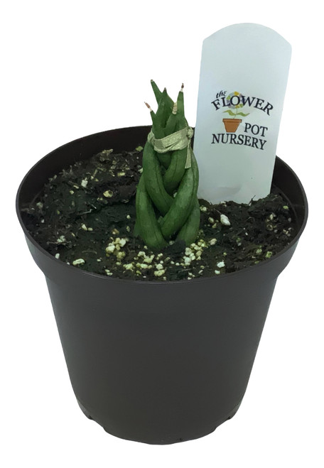 FlowerPotNursery Cylindrical Snake Plant Sansevieria c. Braided Small 4" Pot