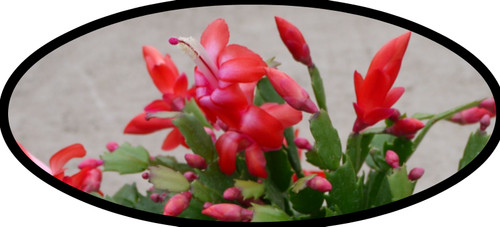 FlowerPotNursery Christmas Cactus Red Schlumbergera bridgesii Red 8" Basket