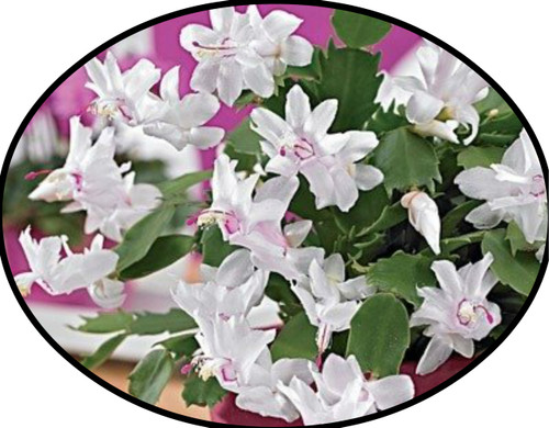 FlowerPotNursery Christmas Cactus White Schlumbergera bridgesii White 8" Basket