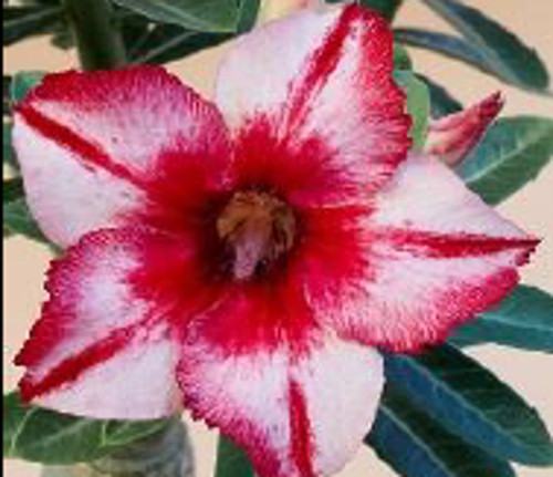 FlowerPotNursery Thai Desert Rose Pink White Adenium obesum Chang Exhibi. 4" Pot