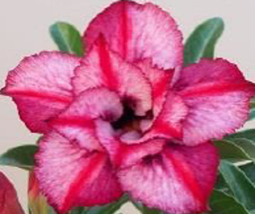 FlowerPotNursery Thai Desert Pink Light Pink Adenium obesum Rose Crown 4" Pot