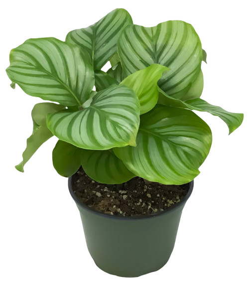 FlowerPotNursery Green Orbifolia Calathea Calathea orbifolia 6" Pot