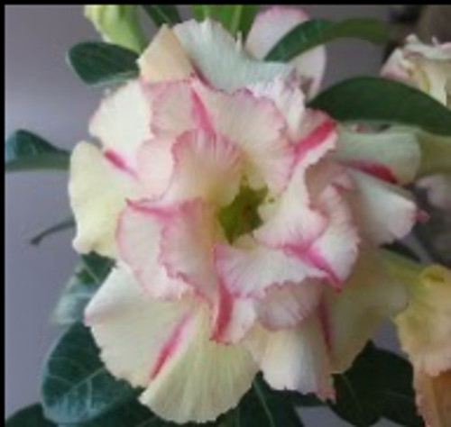 FlowerPotNursery Thai Desert Rose BA08 Yellow Splash Adenium obesum BA 08 4" Pot