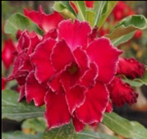 FlowerPotNursery Desert Rose Border X CA 48 Adenium obesum Border X CA 48 4" Pot