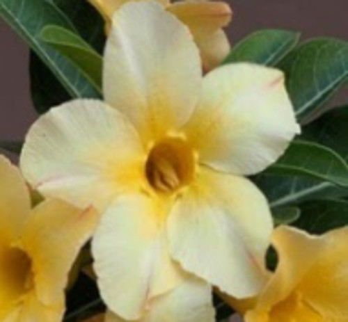 FlowerPotNursery Thai Hybrid Desert Rose CB59 Yellow Adenium obesum CB 59 4" Pot