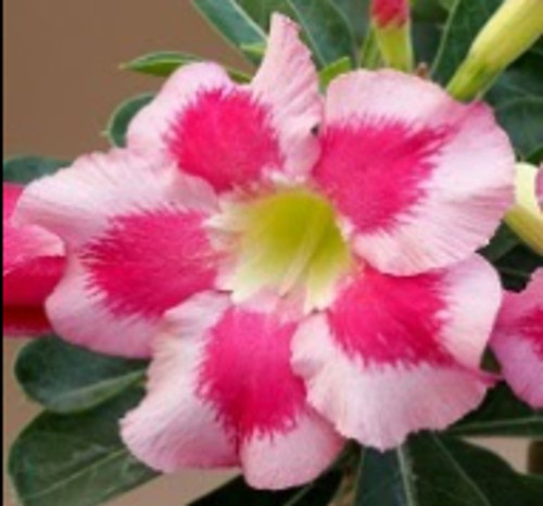 FlowerPotNursery Thai Desert Rose CB LAI 1 Border Adenium obesum CB LAI 1 4" Pot