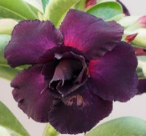 FlowerPotNursery Thai Hybrid Desert Rose CC31 Purple Adenium obesum CC 31 4" Pot