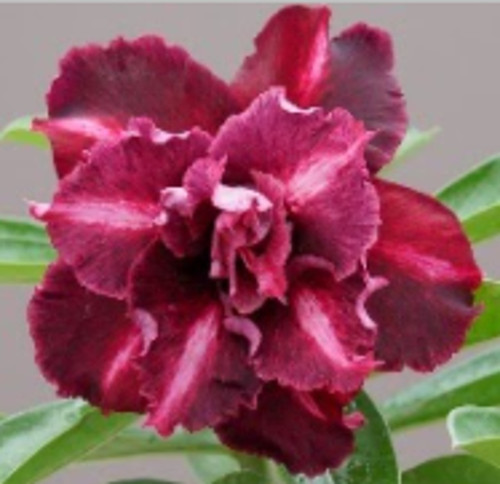 FlowerPotNursery Desert Rose XX Rose 03 Yellow Adenium obesum XX