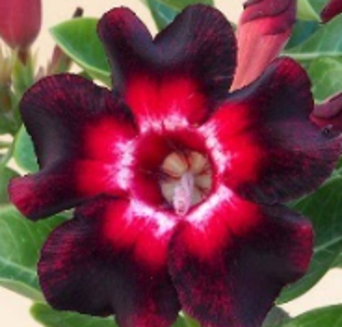 Desert rose - Adenium obesum - by Patomarazul - JungleDragon