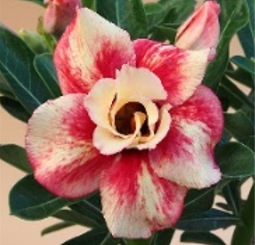 FlowerPotNursery Thai Desert Rose Yellow Splash Adenium obesum VB304 6 Pot  - The Flower Pot Nursery