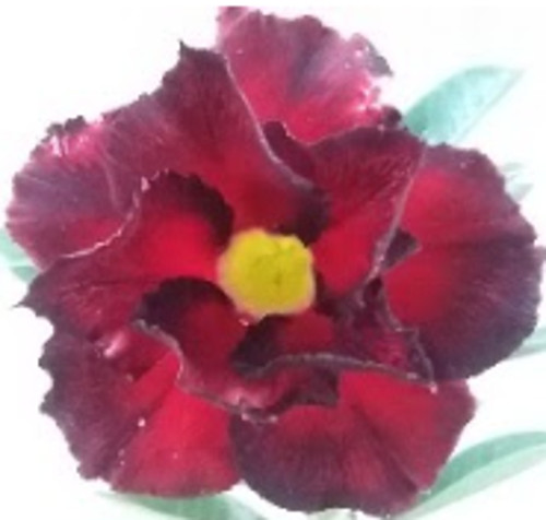 FlowerPotNursery Desert Rose Red Skirt Black Red Adenium obesum Red S. 6" Pot