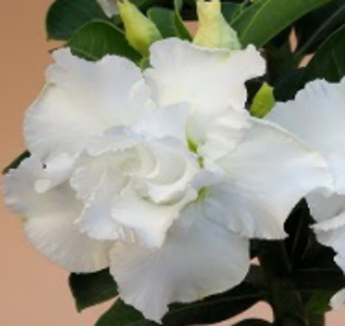 FlowerPotNursery Desert Rose Snow King White Adenium obesum Snow King 6" Pot