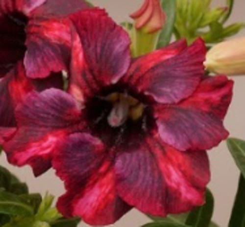 FlowerPotNursery Desert Rose XXRose02 Novelties Adenium obesum XXRose02 6" Pot
