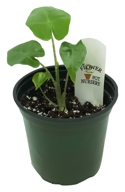 FlowerPotNursery Portodora Alocasia Alocasia sp. Portodora 4" Pot FlowerPotNursery Portodora Alocasia Alocasia sp. Portodora 4" Pot