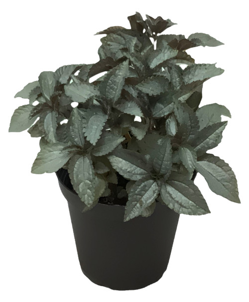 FlowerPotNursery Silver Plated Pilea Pilea cadierei Ellen 4" Pot FlowerPotNursery Silver Plated Pilea Pilea cadierei Ellen 4" Pot
