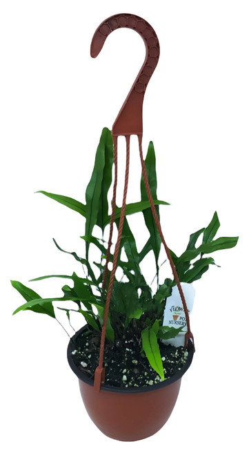 FlowerPotNursery Hawaiian Lauae Fern Kangaroo Microsorum grossum Lauae 6" Basket FlowerPotNursery Hawaiian Lauae Fern Kangaroo Microsorum grossum Lauae 6" Basket